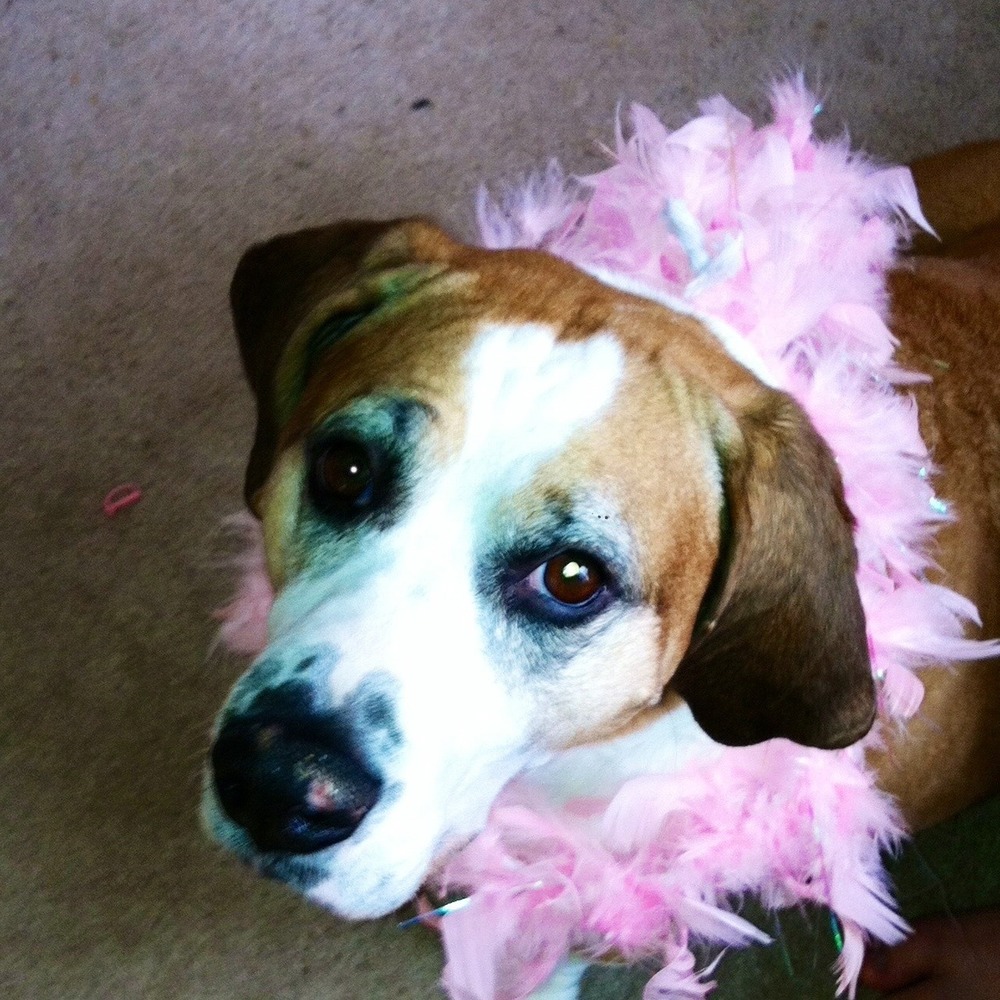 Meet your Posher, Noelle